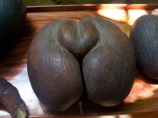 Самый большой орех