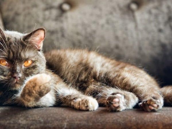 Удивительные кошки